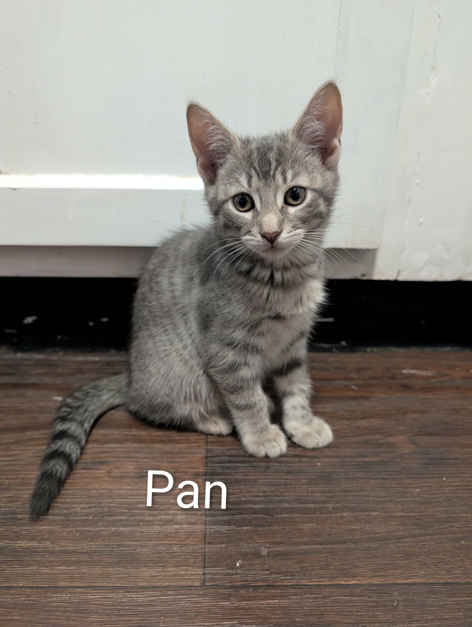 Pan, photo 4