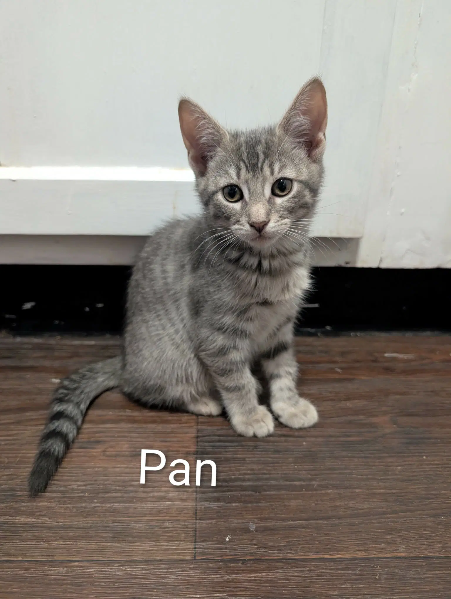 Pan image 2