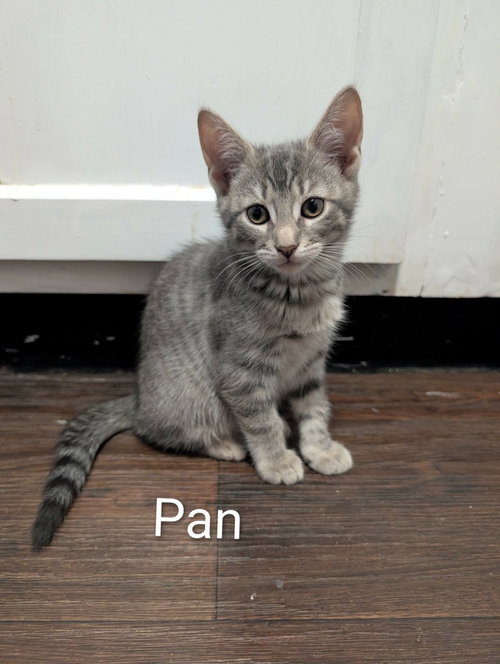 Photo 4 of Pan
