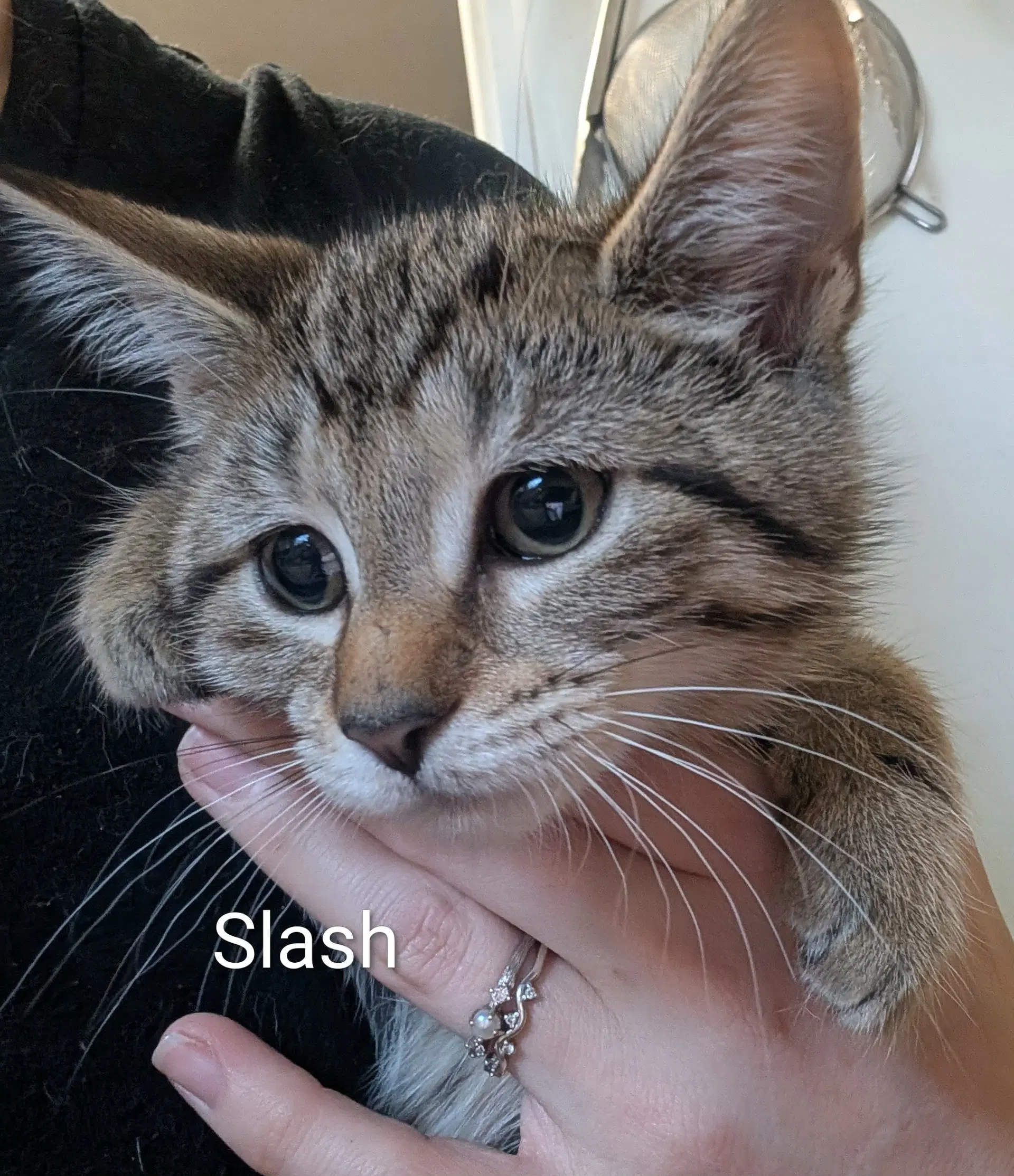 Slash - Tabby