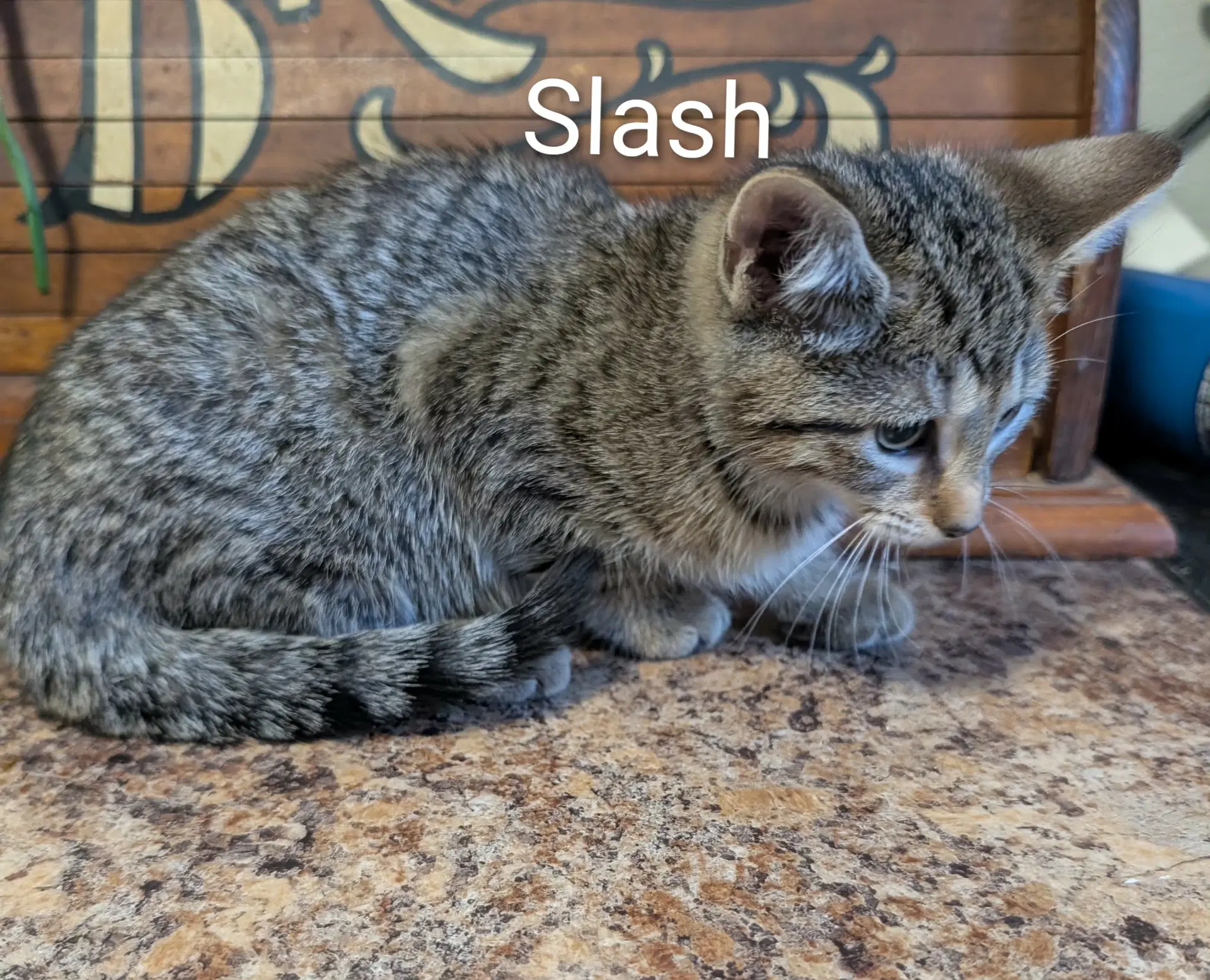 Slash image 2