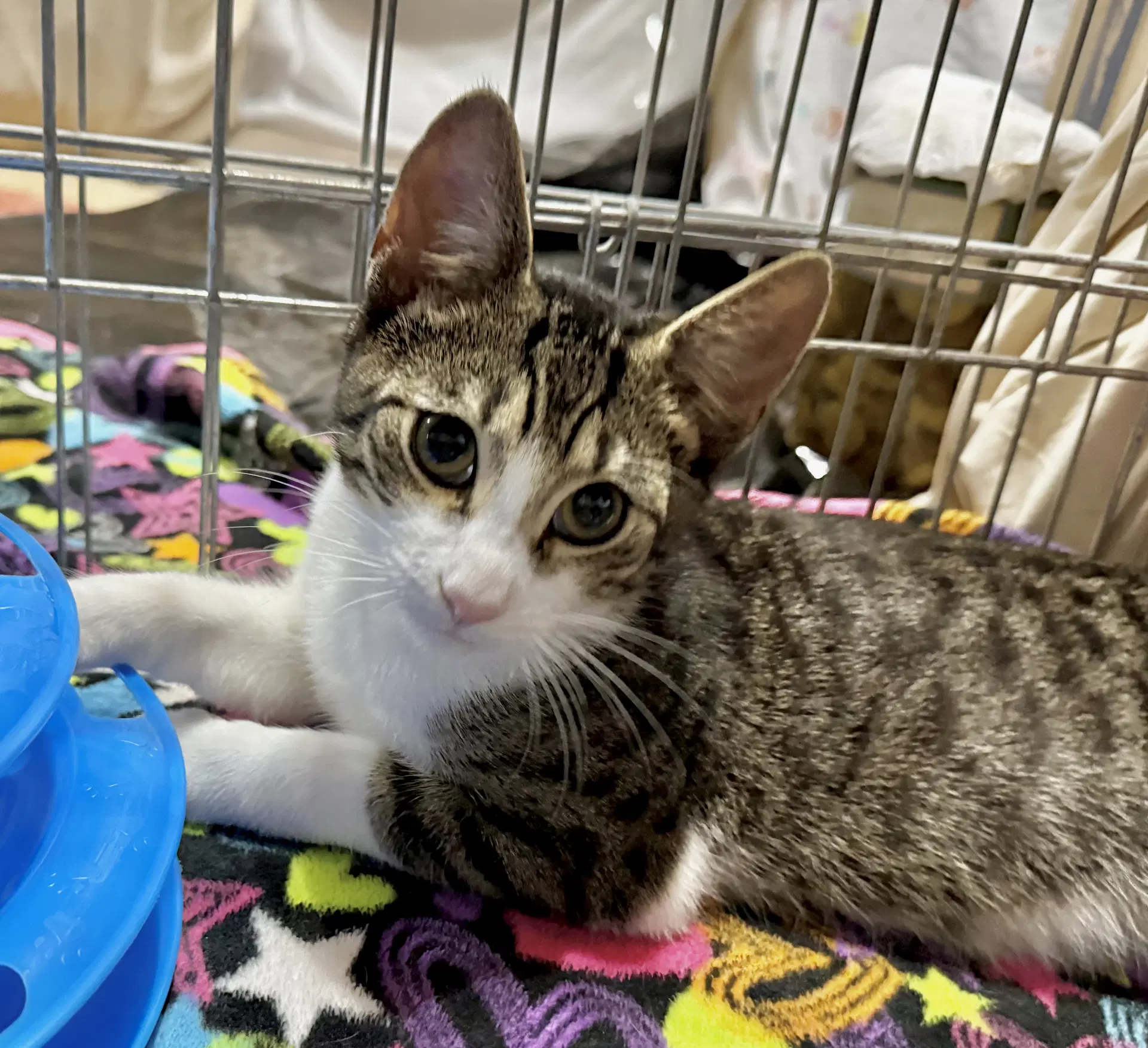 Crackerjack - Tabby