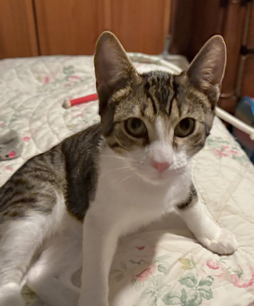 Crackerjack, a cat for adoption from Forever Home Rescue