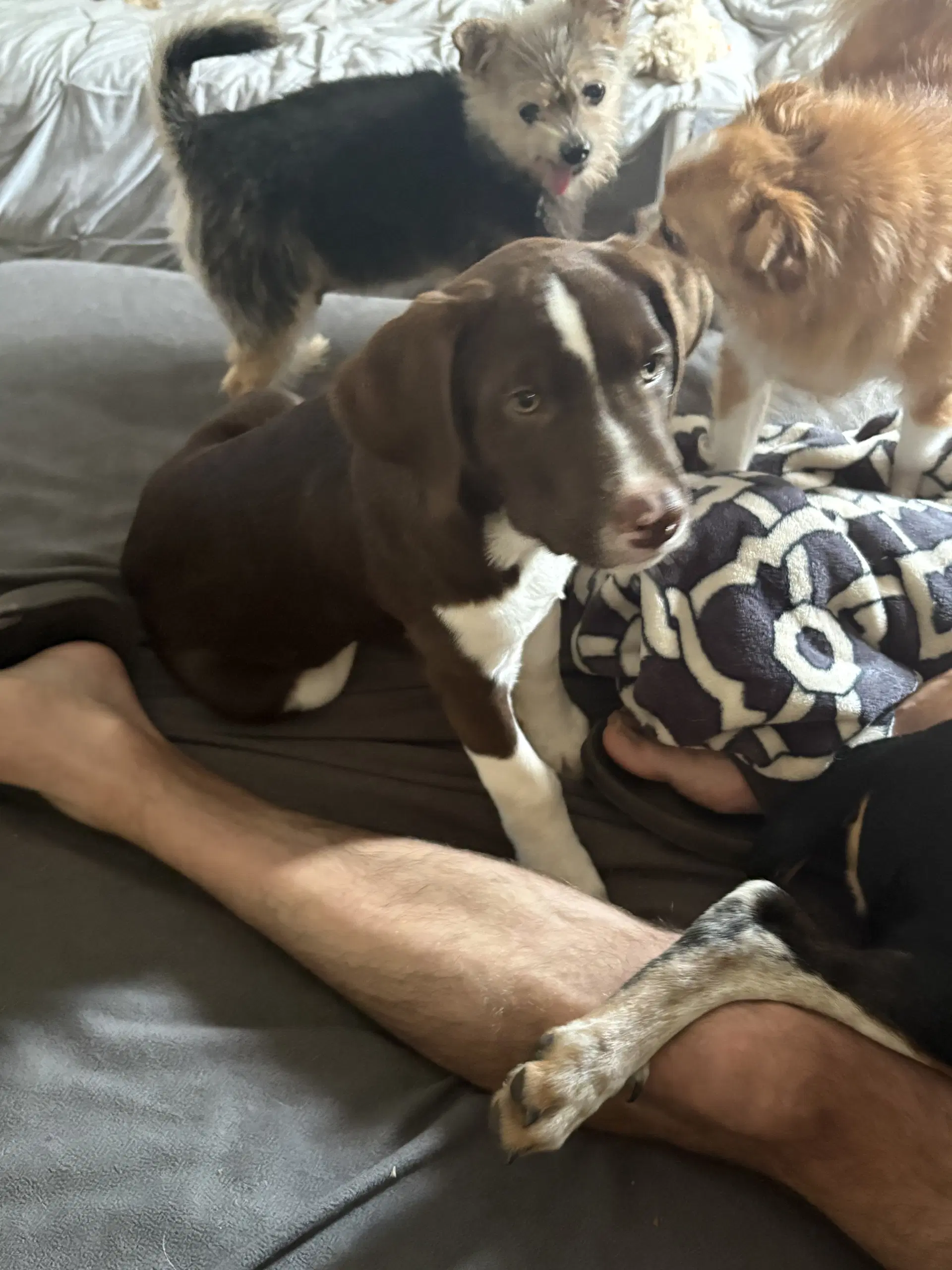 Bodie - Labrador Retriever