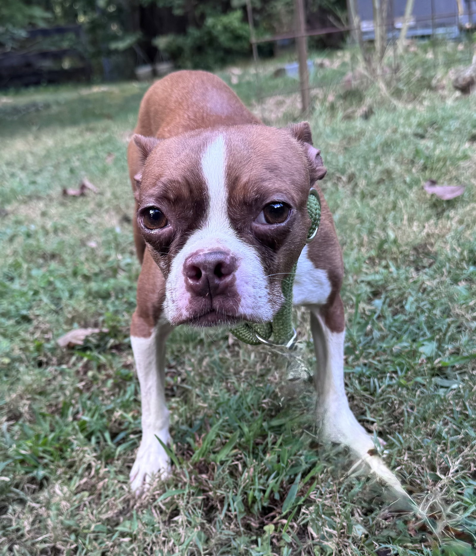 Tilly, Boston Terrier