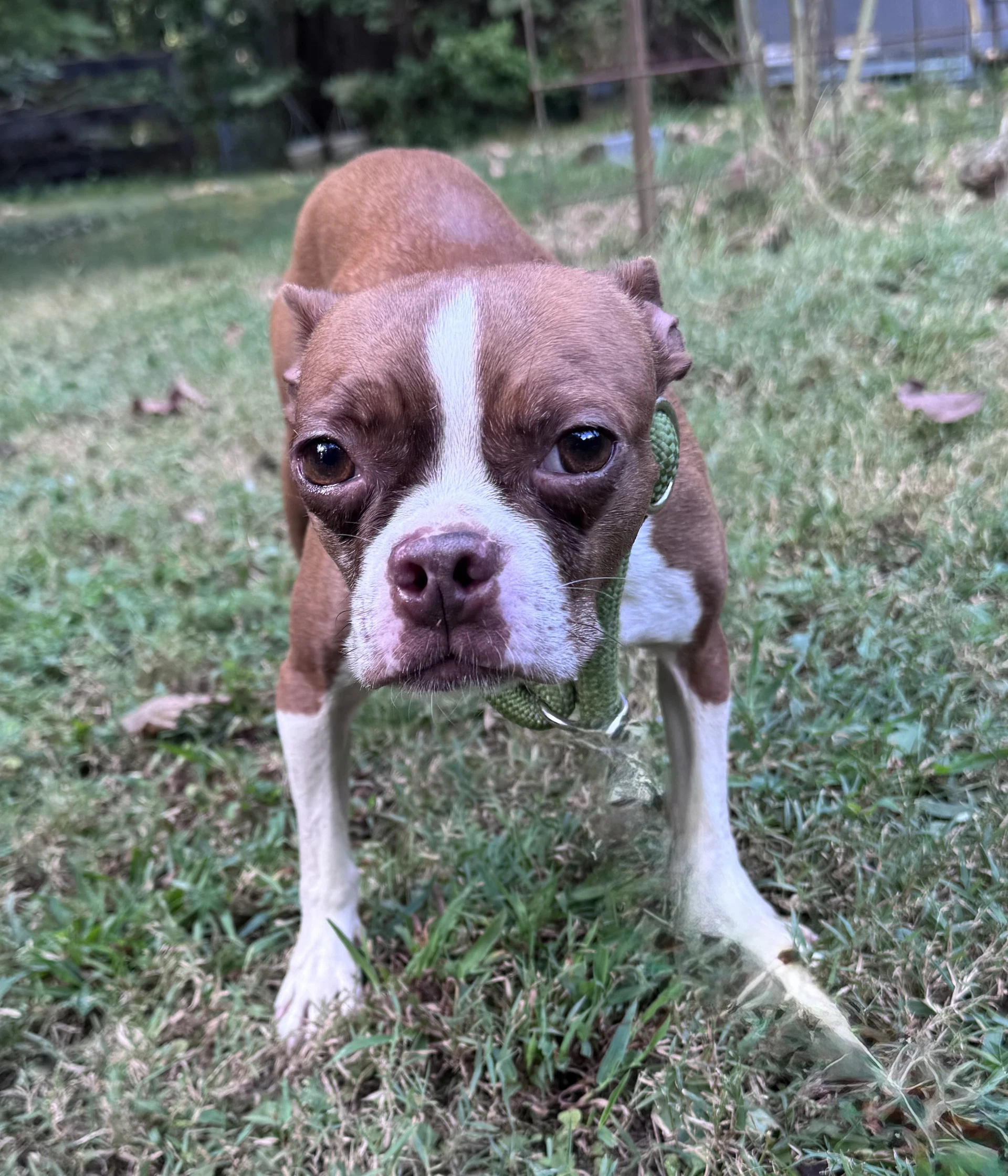 Tilly