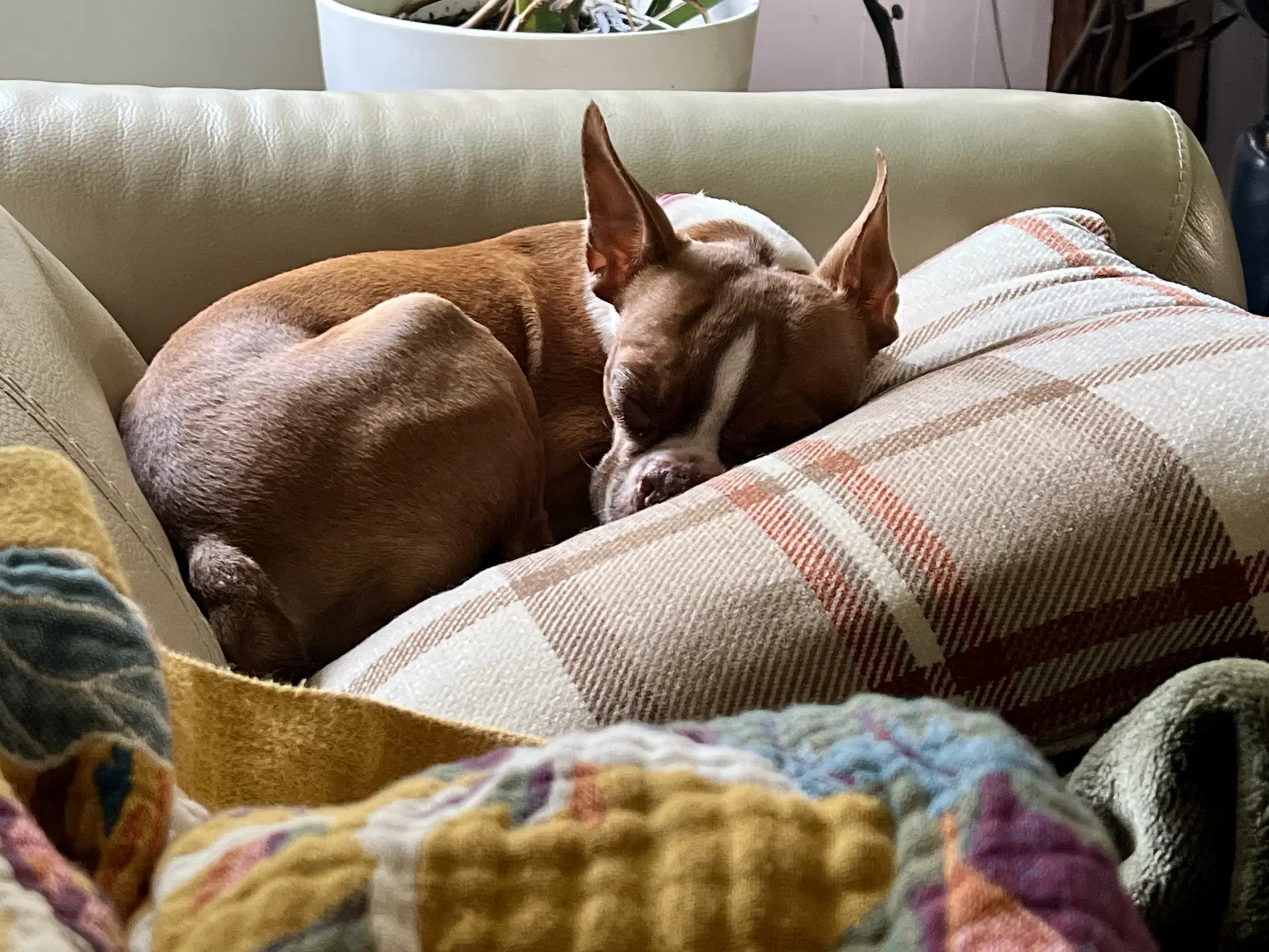 Tilly image 2