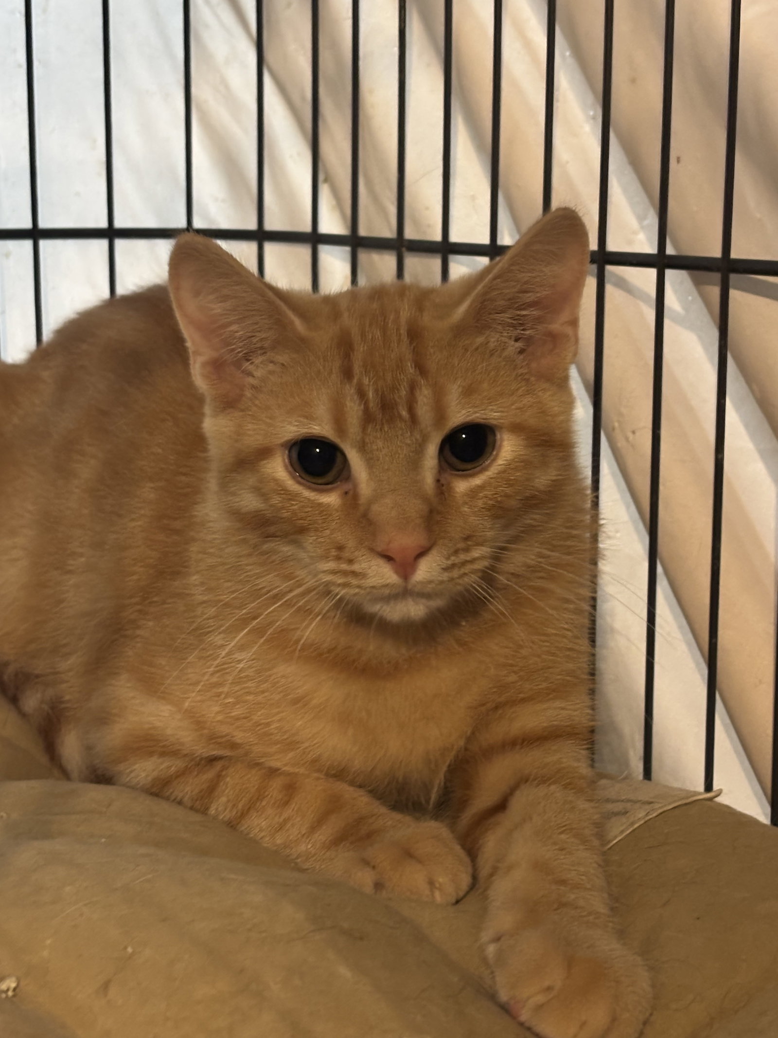 Sammy, Domestic Short Hair