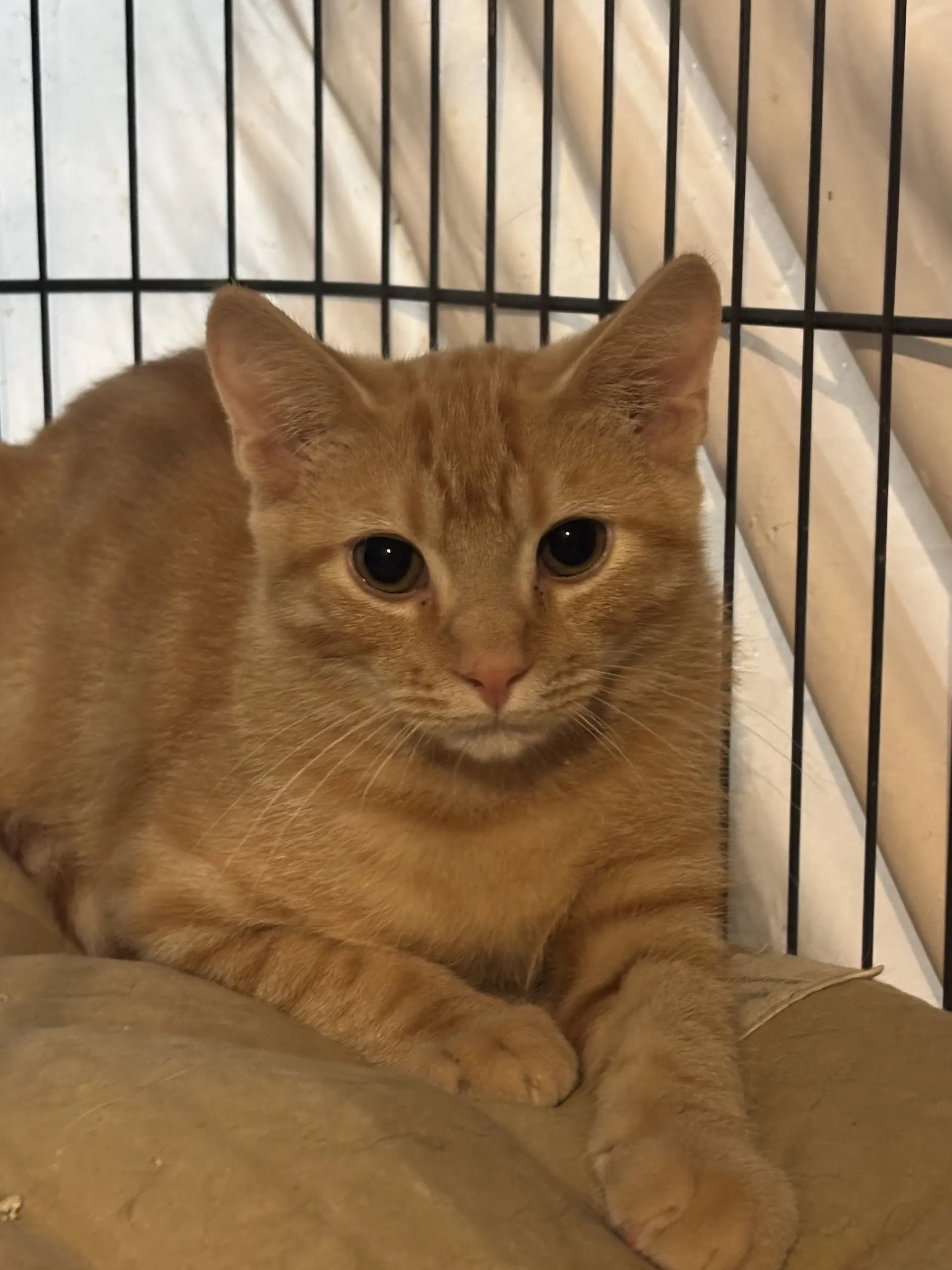 Sammy - Domestic Short Hair