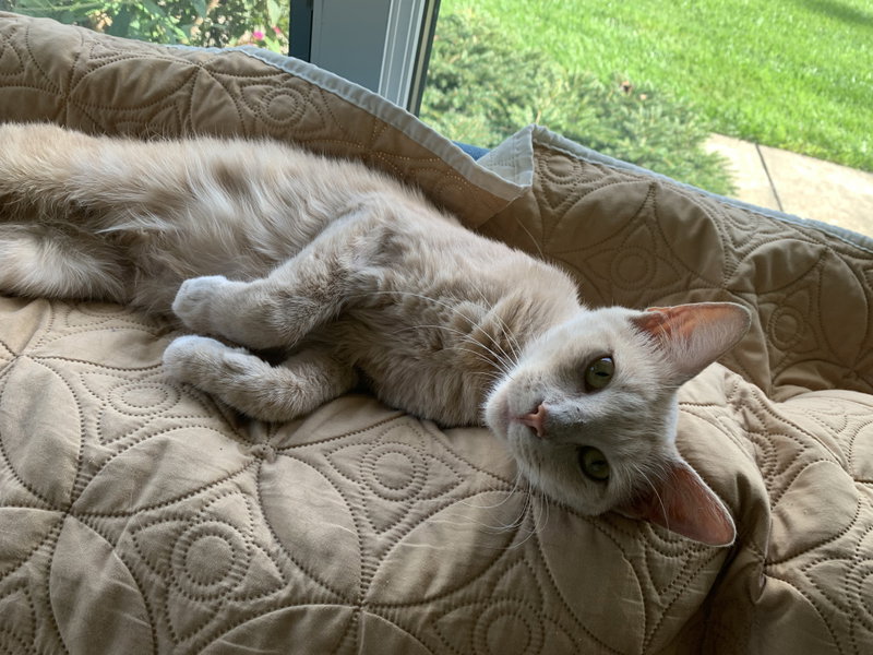 Louise, a young female cat up for adoption