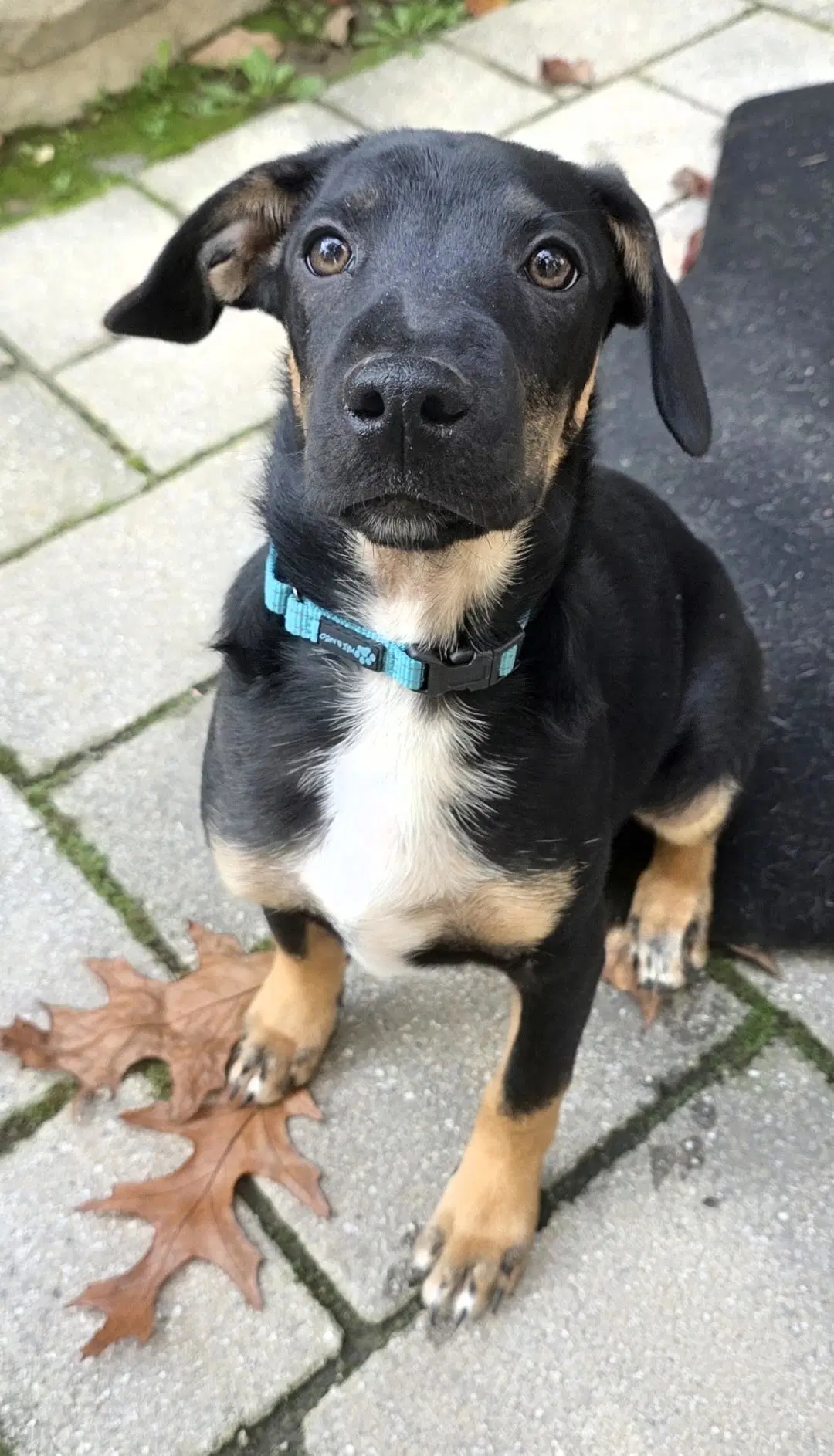 Stuart - Terrier