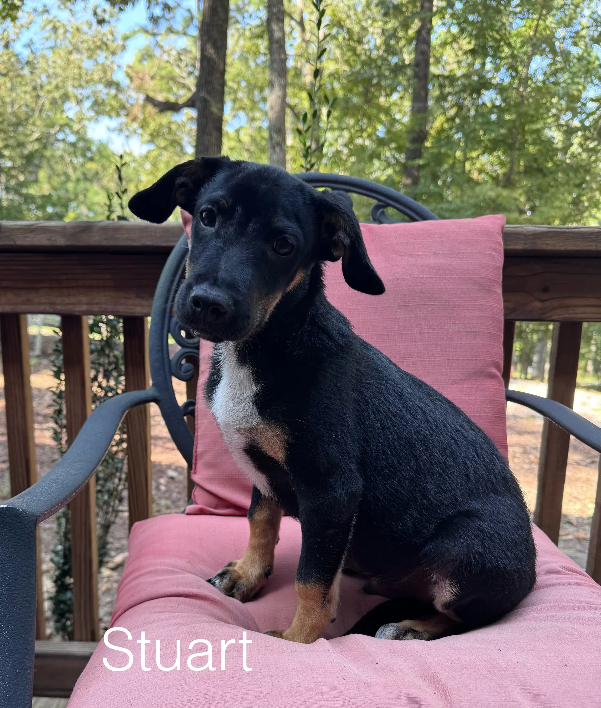 Stuart image 3