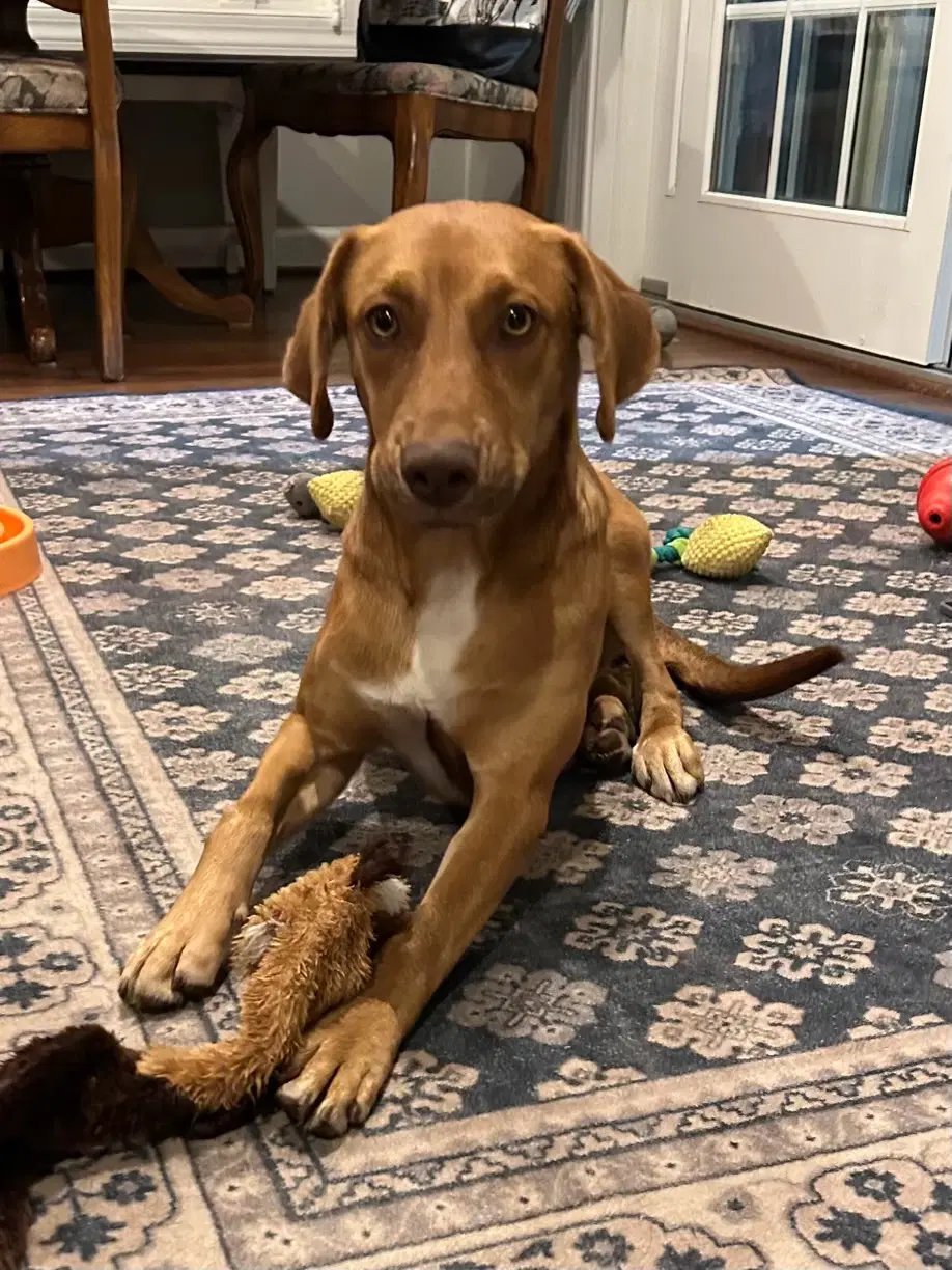 Ninny - Beagle