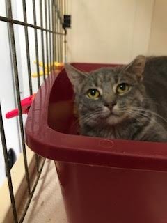 adoptable Cat in Chicago, IL named Newbie