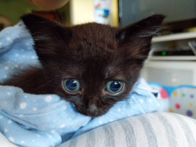 kitten Friends, photo 9