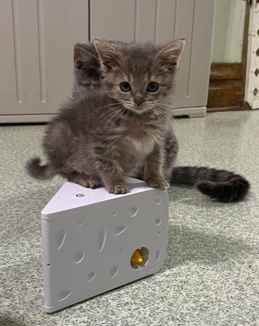 kitten Friends, photo 10