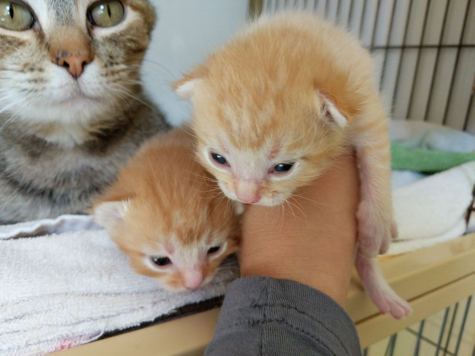 kitten Friends, photo 11