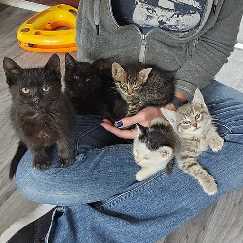 Photo 2 of kitten Friends