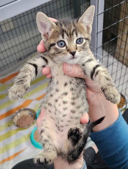Photo 6 of kitten Friends