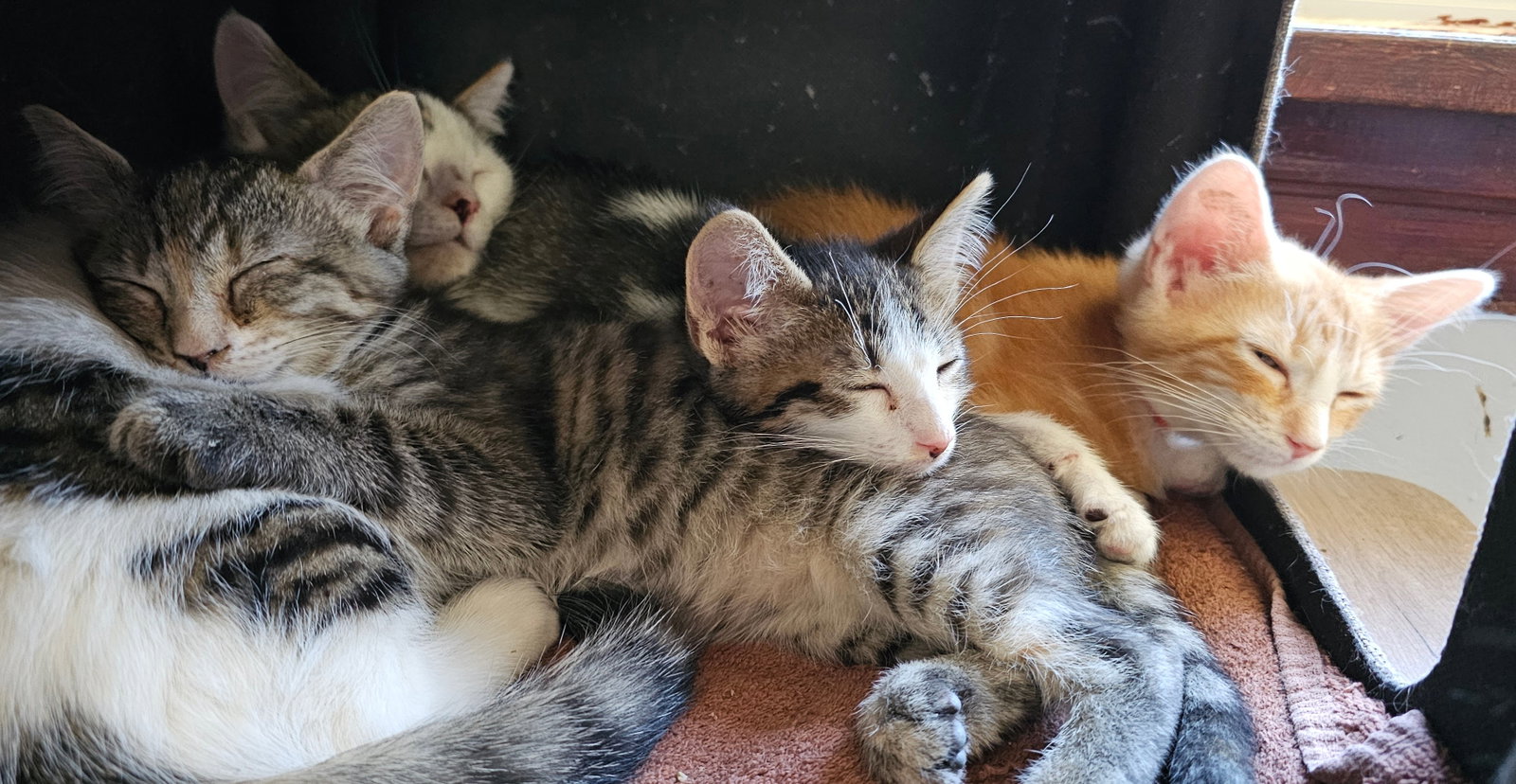 kitten Friends, photo 5