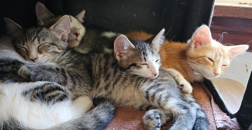 Photo 5 of kitten Friends