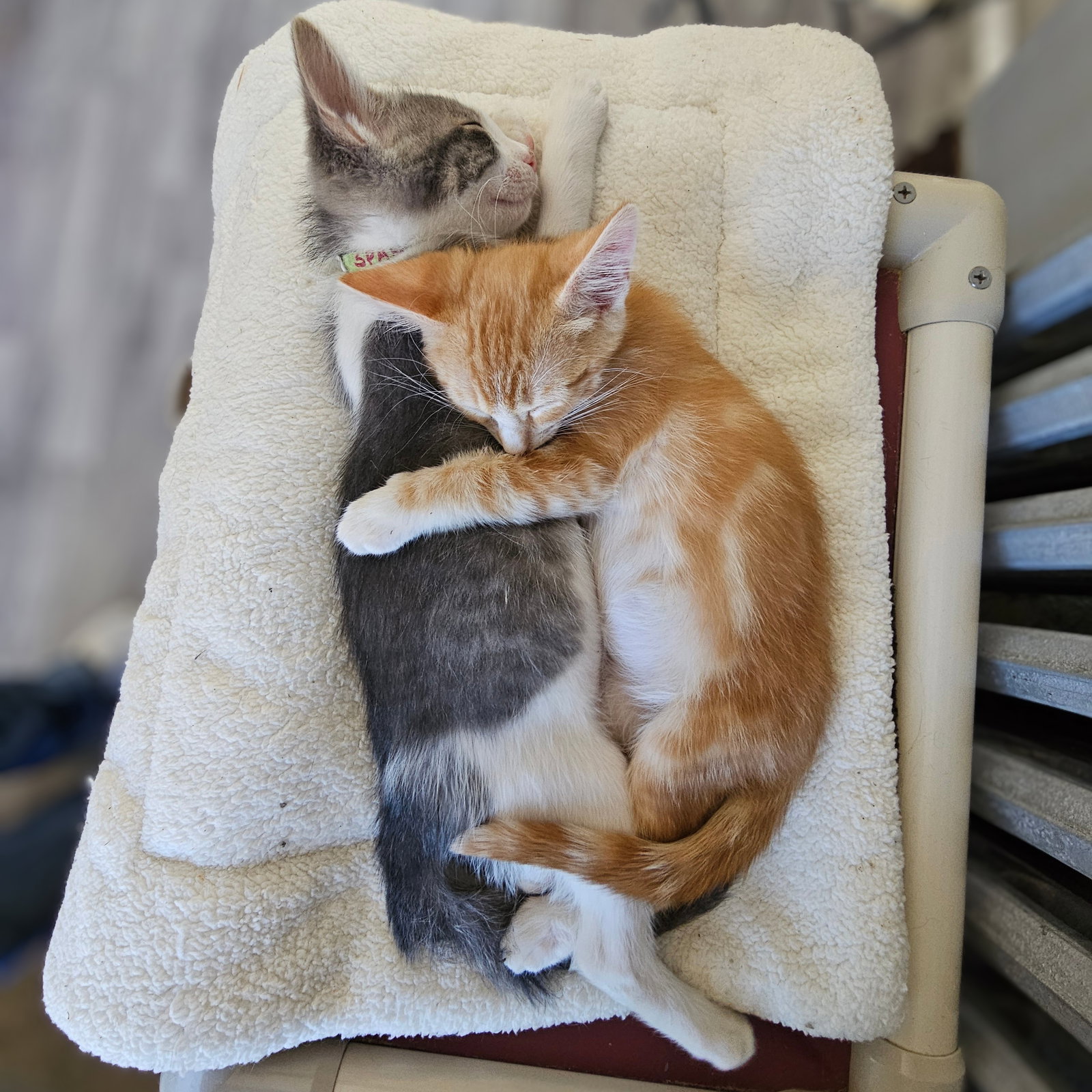 kitten Friends, photo 3