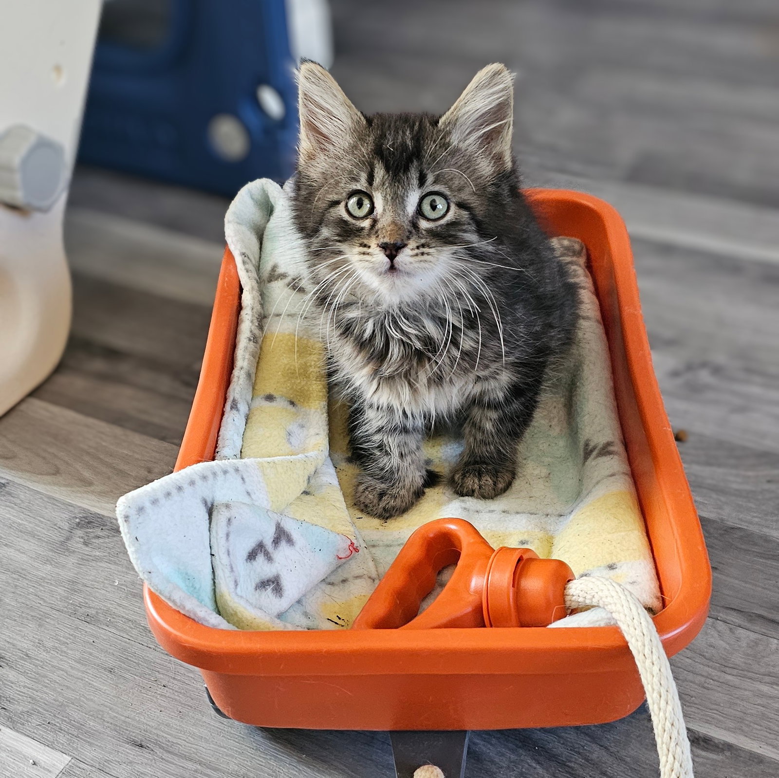 kitten Friends, photo 4