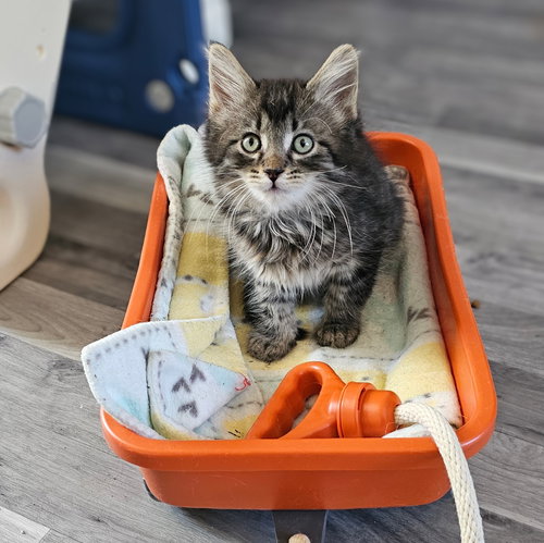 Photo 4 of kitten Friends