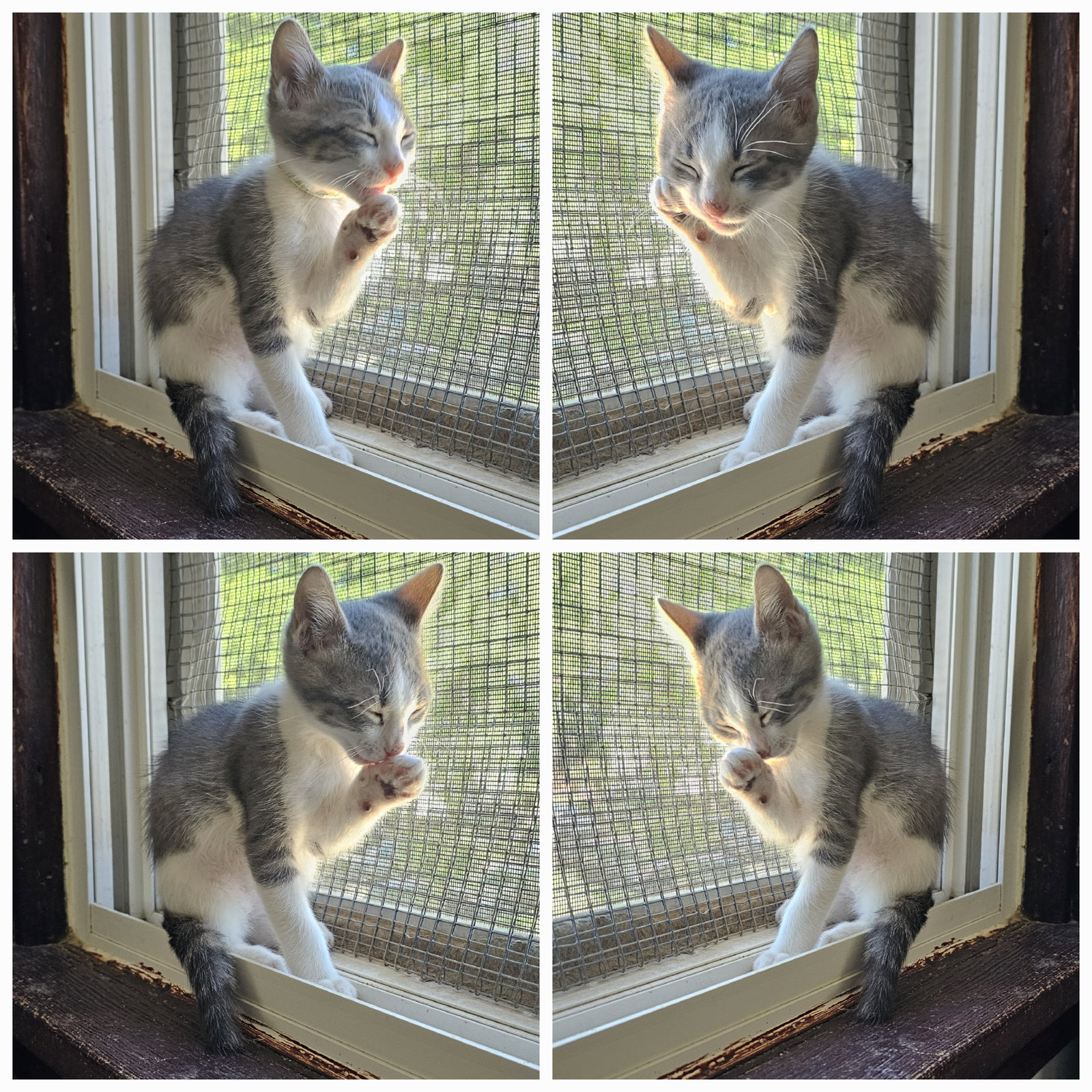 kitten Friends, photo 7