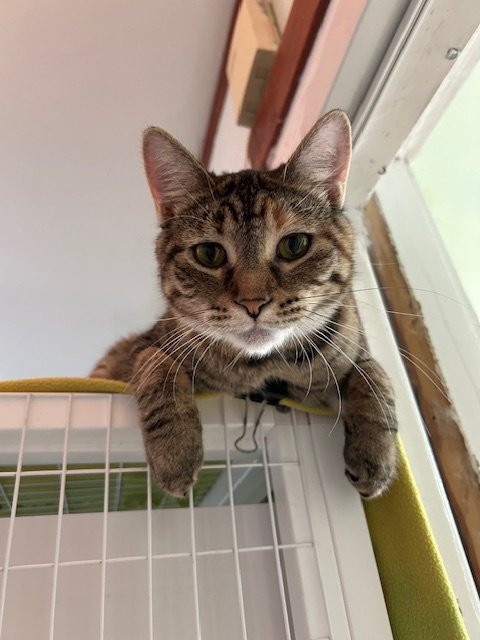 adoptable Cat in Chicago, IL named Mocha