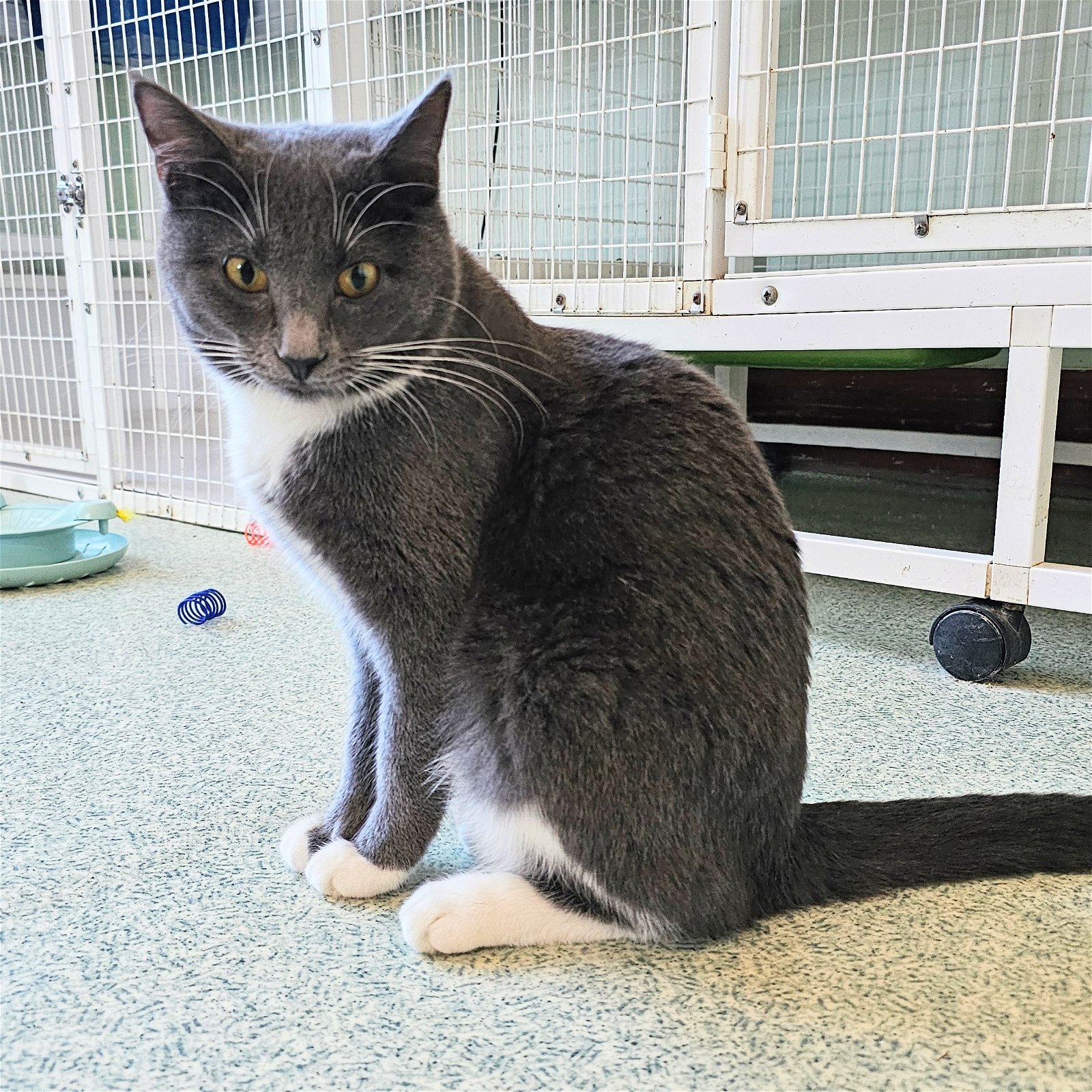adoptable Cat in Chicago, IL named Mercedes