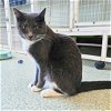 adoptable Cat in chicago, il, IL named Mercedes