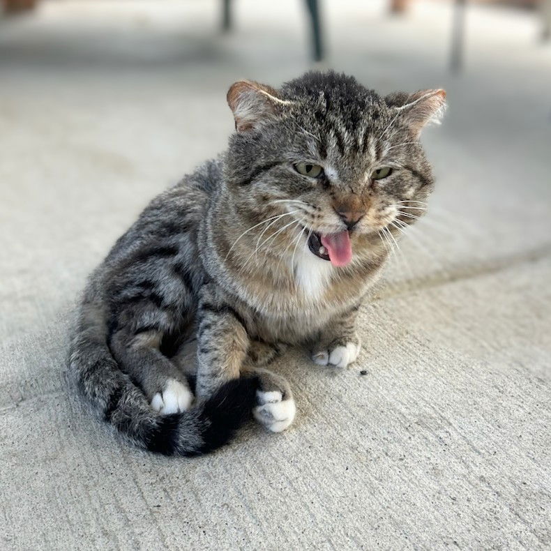 adoptable Cat in Chicago, IL named Sir Tommy Tiddlemouse