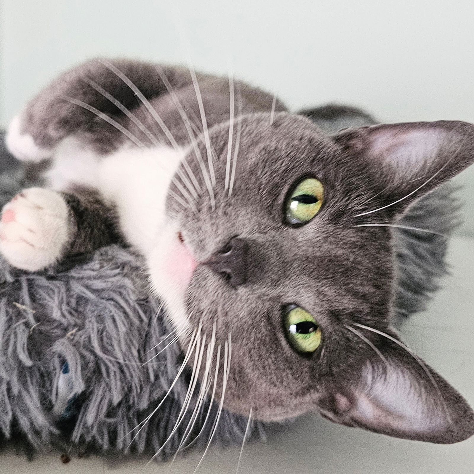 adoptable Cat in Chicago, IL named Lox