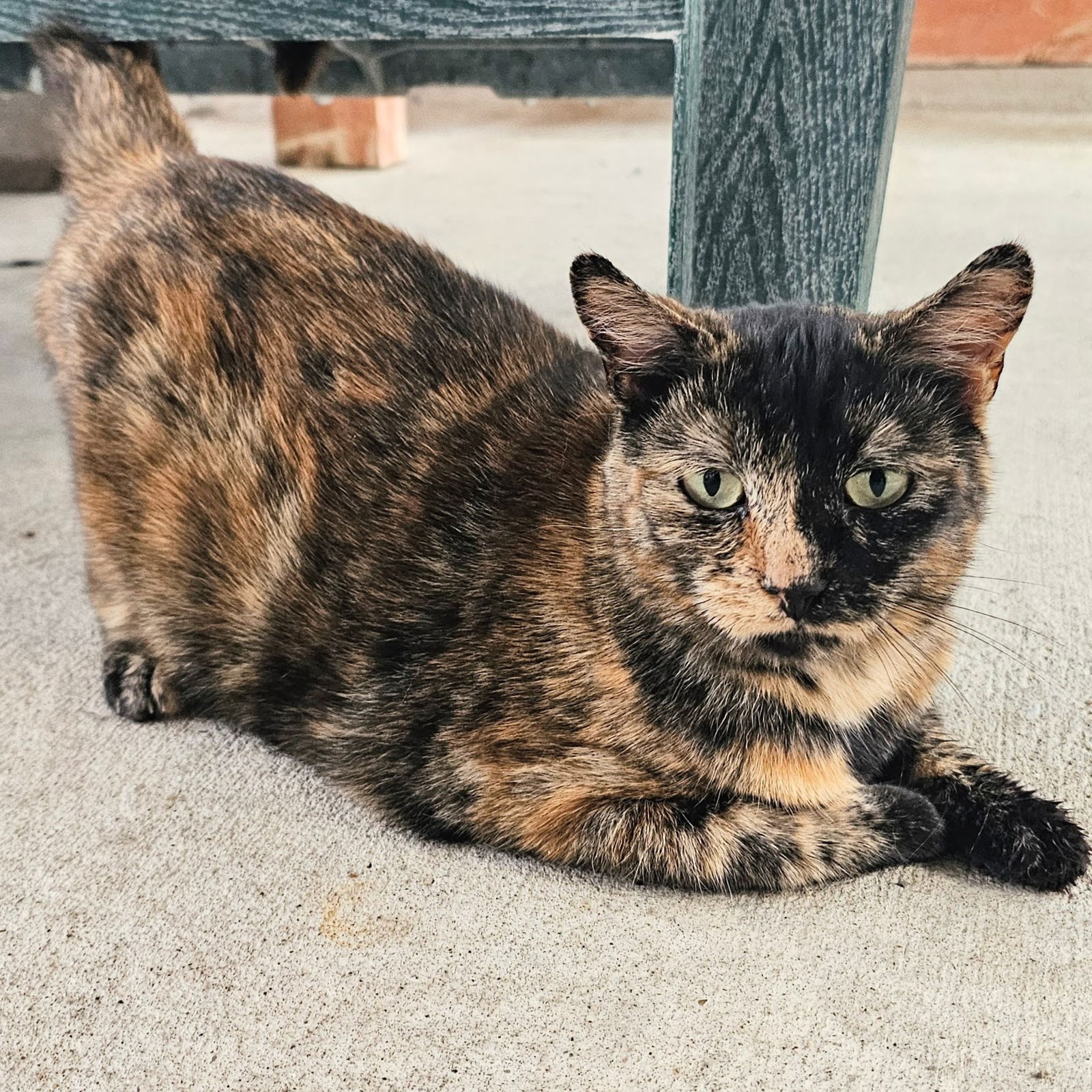 adoptable Cat in Chicago, IL named Eve