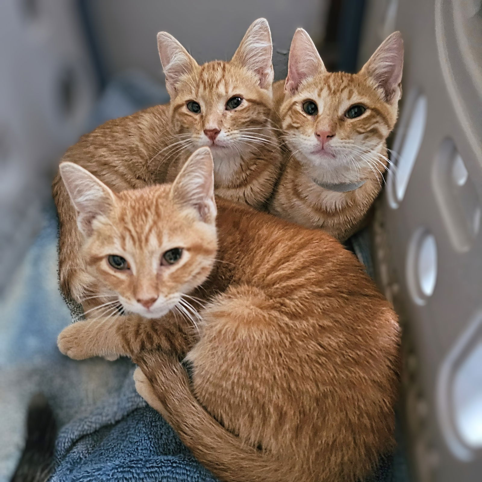 adoptable Cat in Chicago, IL named The Condiment Crew