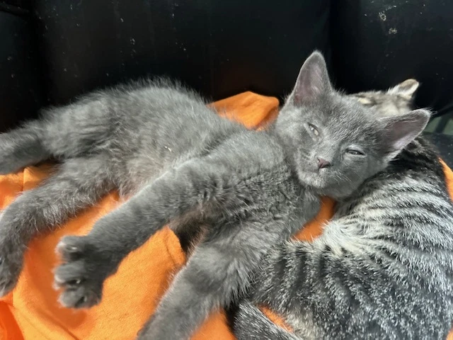 Sailor Peg Leg Pete Marina And Other Kittens