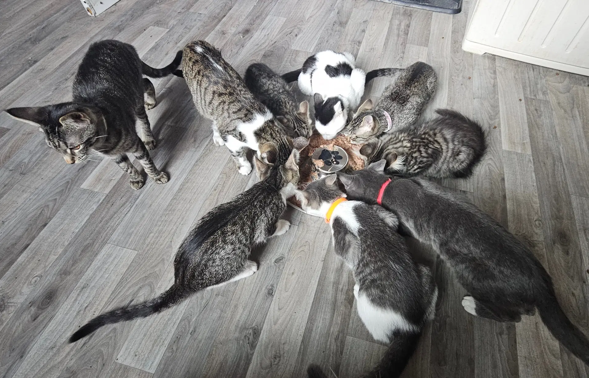 Sailor Peg Leg Pete Marina And Other Kittens image 3