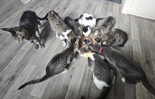 Photo 3 of Sailor, Peg leg Pete, Marina AND OTHER KITTENS