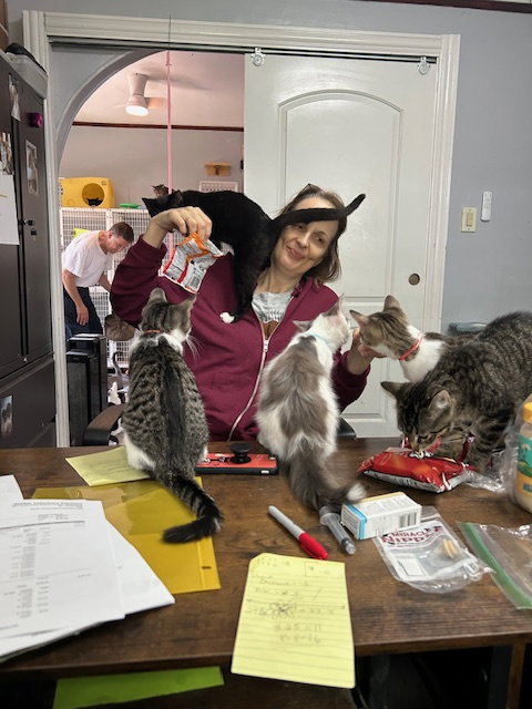 Photo 5 of Sailor, Peg leg Pete, Marina AND OTHER KITTENS