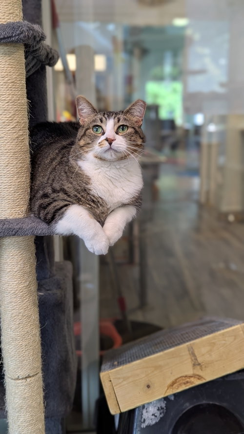 Blossom, a cat for adoption from Cats-Are-Purrsons-Too