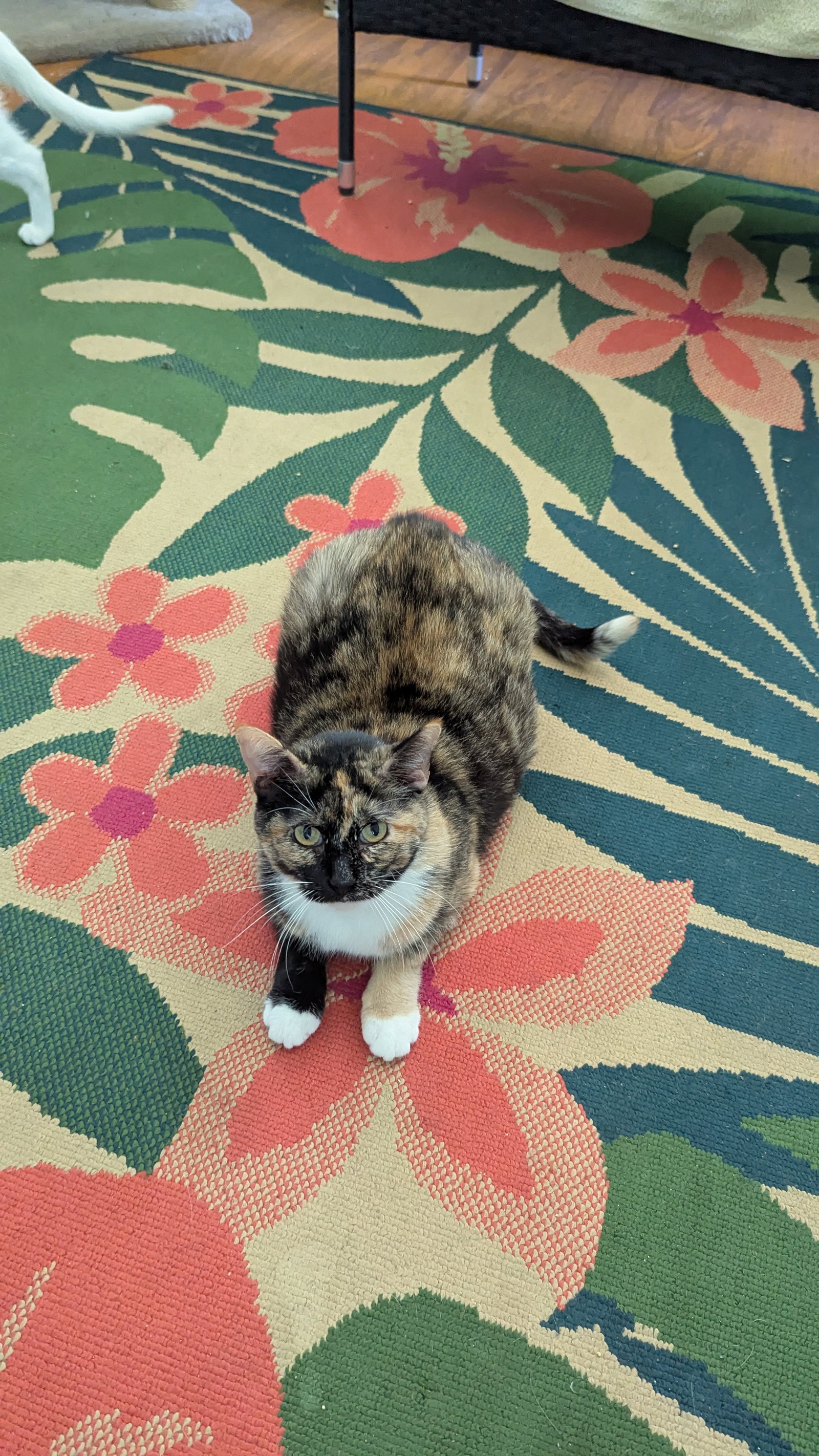 Enigma, Calico