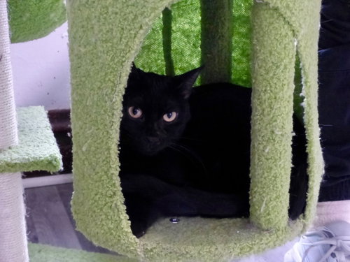 Beetle, a cat for adoption from Cats-Are-Purrsons-Too