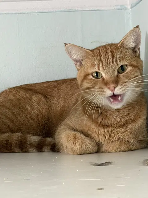 Guppy - Tabby