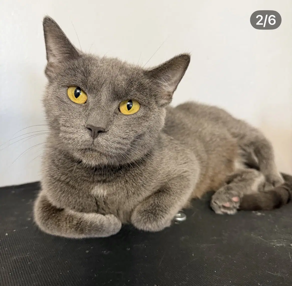Champaign - Russian Blue