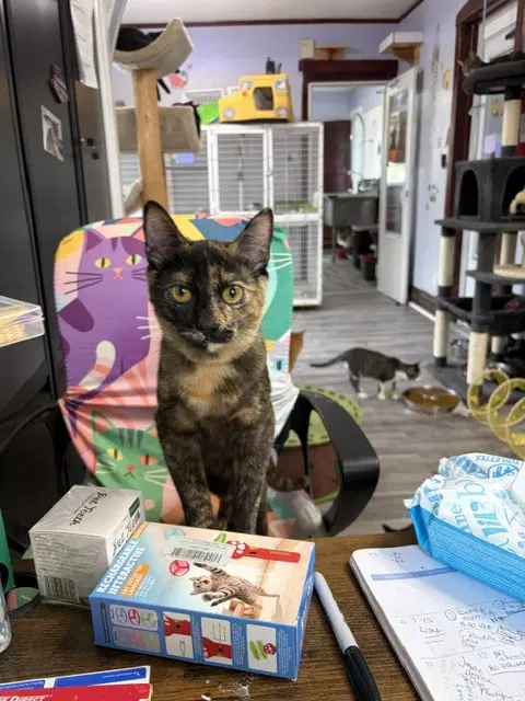 Katze - Tortoiseshell
