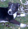 Wilma (Katrina puppy)