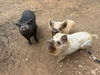 Fergus, Fiona & Winston