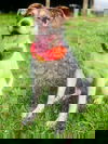 Chole