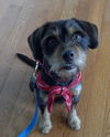 Auggie